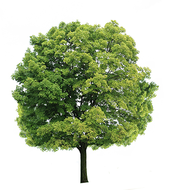 MapleTree (1)