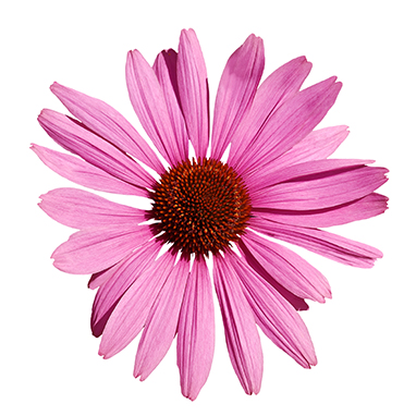 PinkFlower (1)