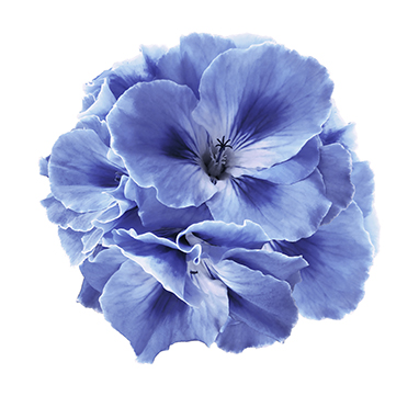 PurpleFlower (1)